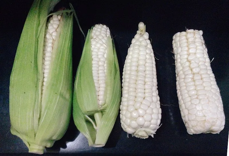 Maíz de la variedad Cacahuazintle
