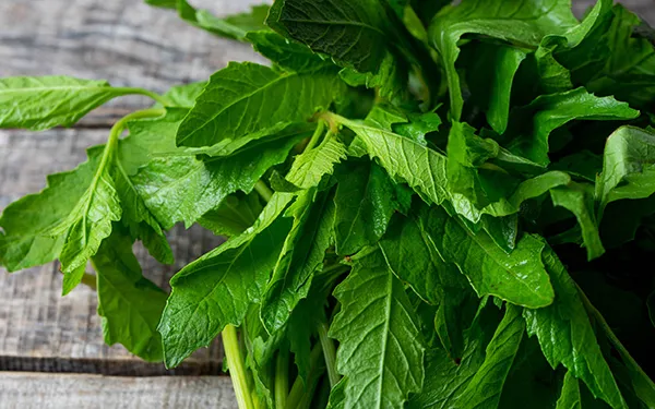 El epazote, para quien no lo conozca